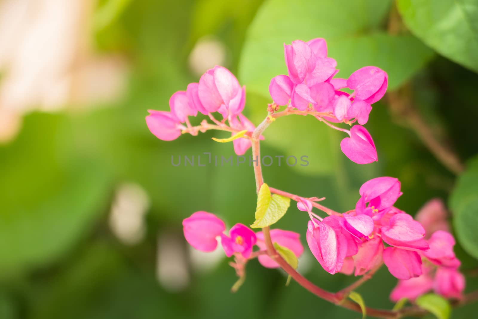 The background image of the colorful flowers by teerawit