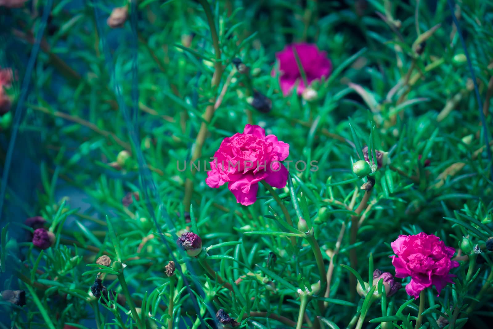 The background image of the colorful flowers by teerawit