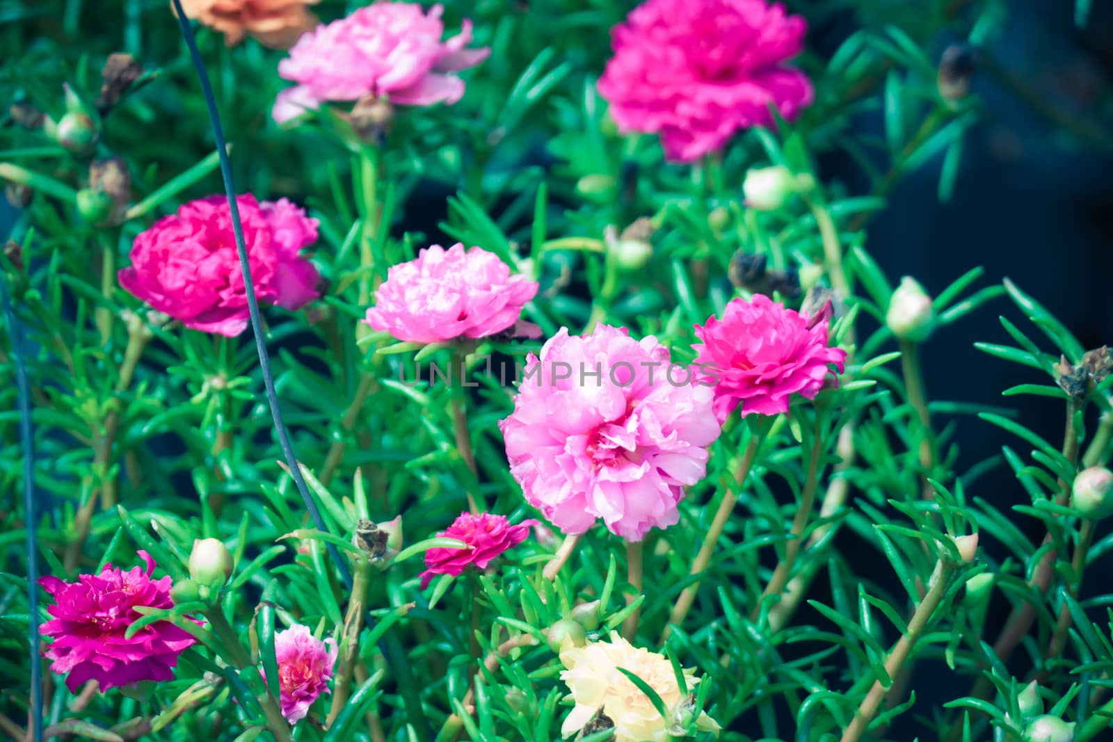 The background image of the colorful flowers by teerawit