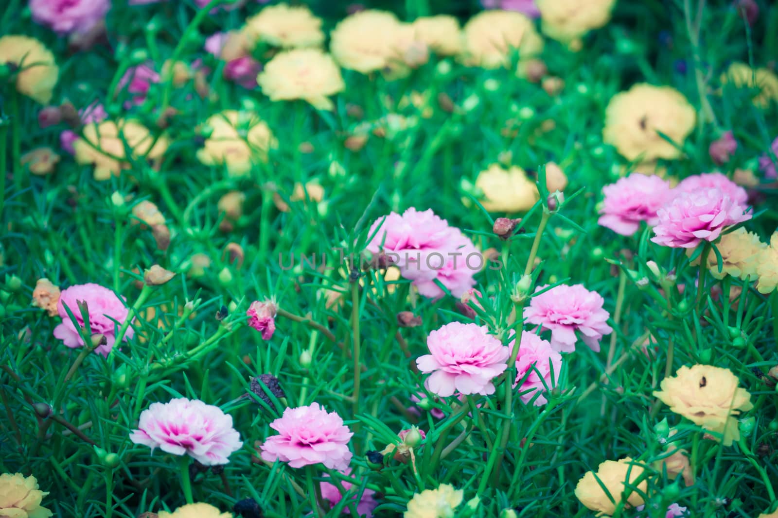 The background image of the colorful flowers by teerawit