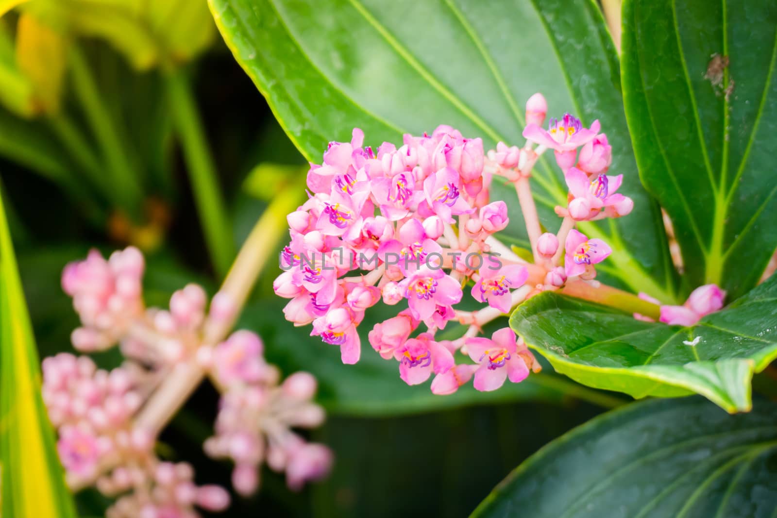 The background image of the colorful flowers, background nature