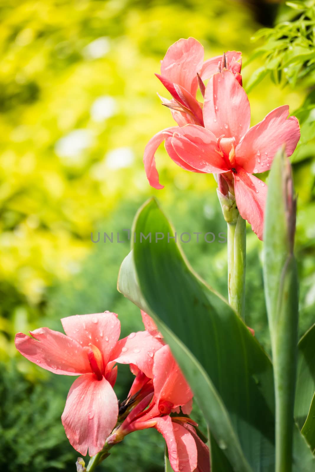 The background image of the colorful flowers by teerawit