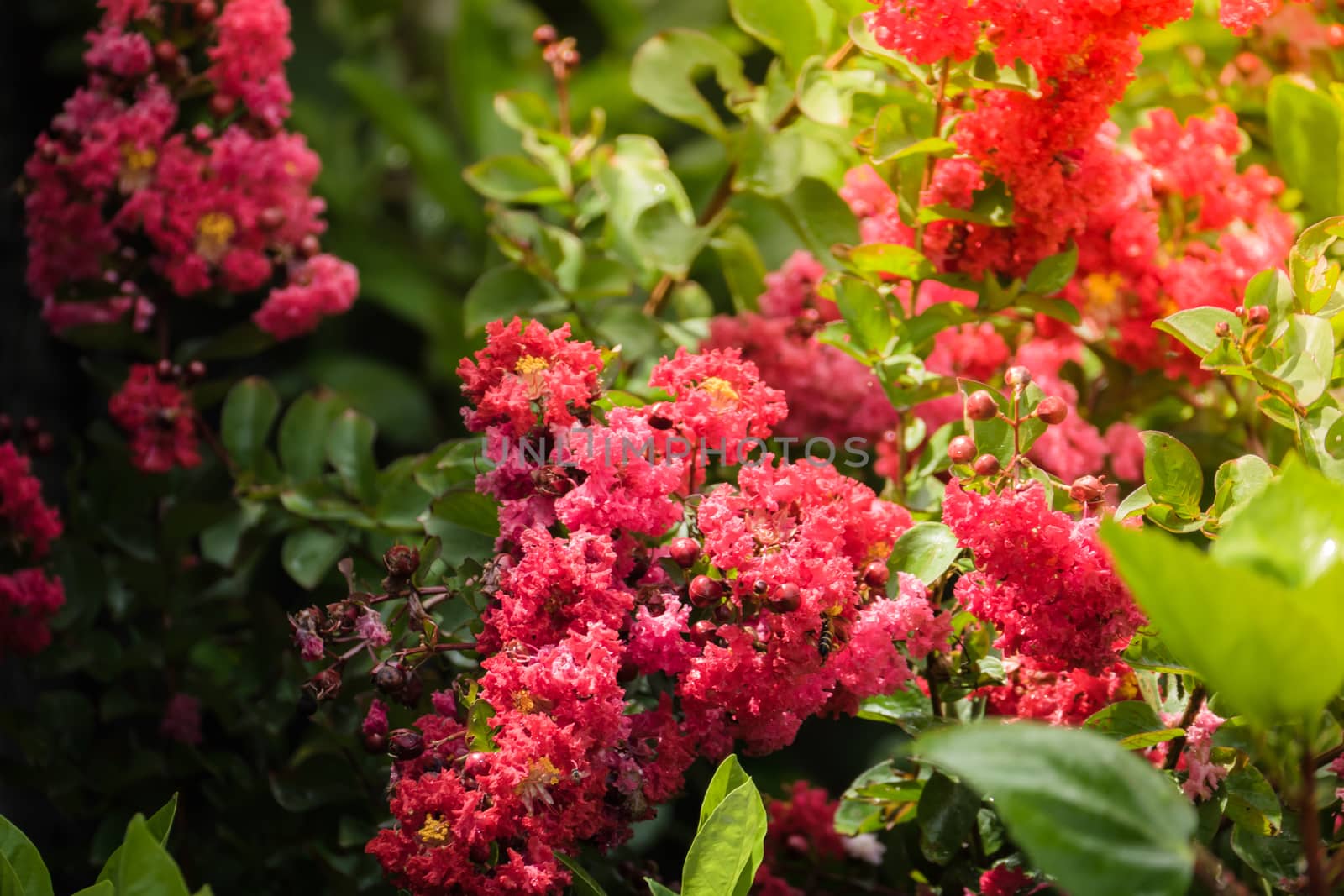 The background image of the colorful flowers by teerawit