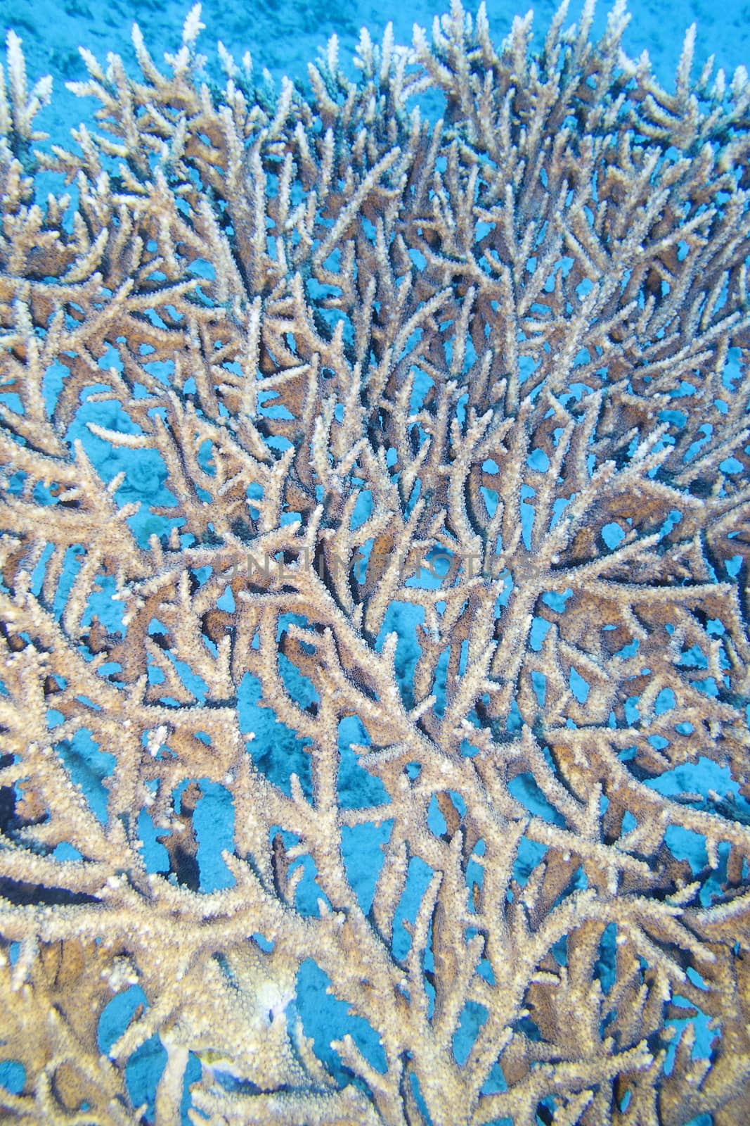 coral reef with table coral close up, underwater