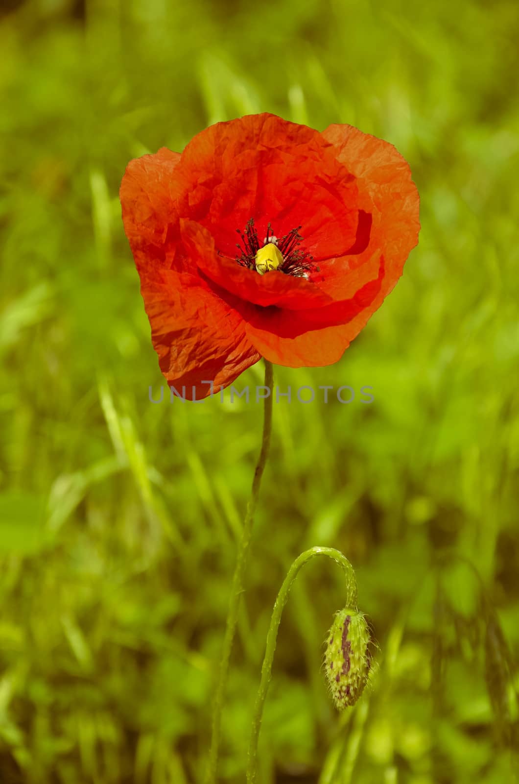 red poppies in nature floral decor on green background at summer Uraine