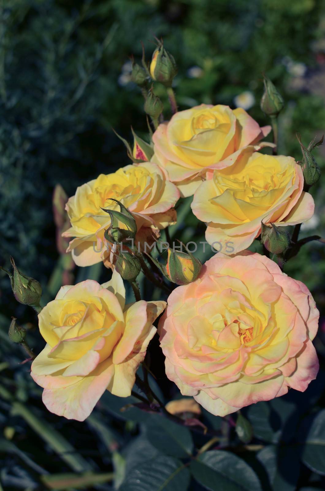 Orange yellow roses in the garden by kimbo-bo