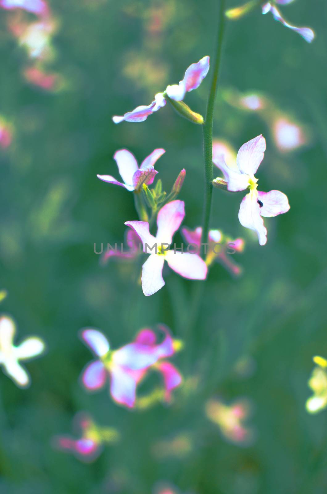 Night flowers violet spring gentle background by kimbo-bo