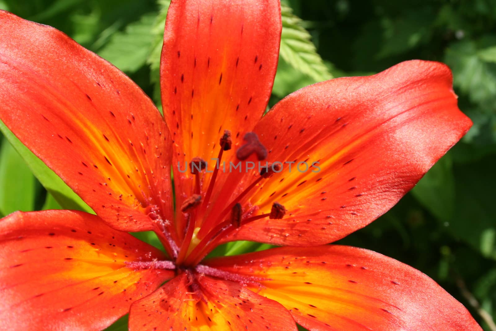 lilium