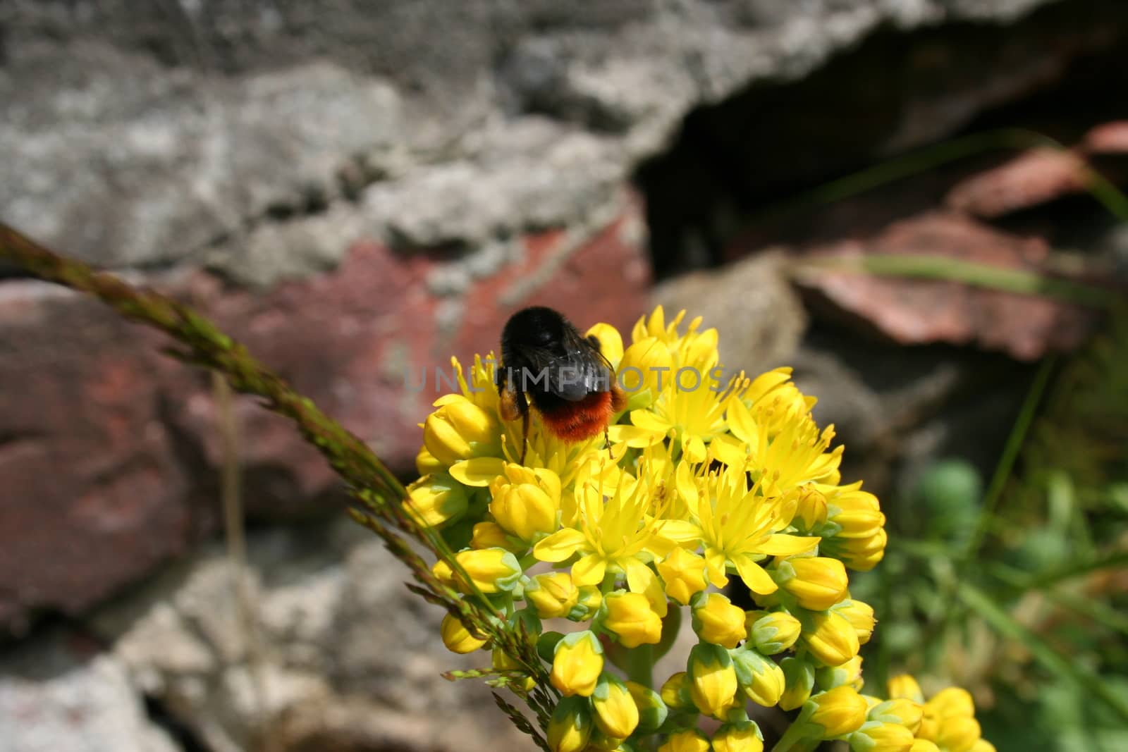 bumblebee by elin_merete