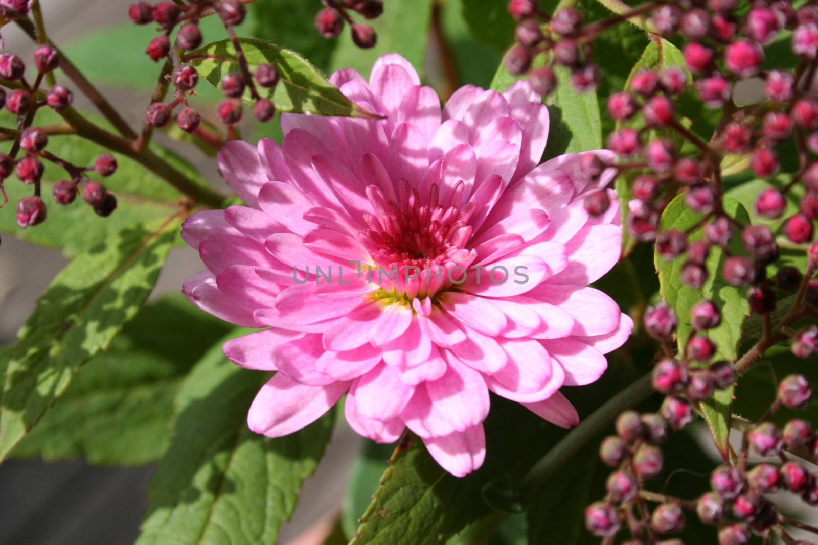 pink bouquet