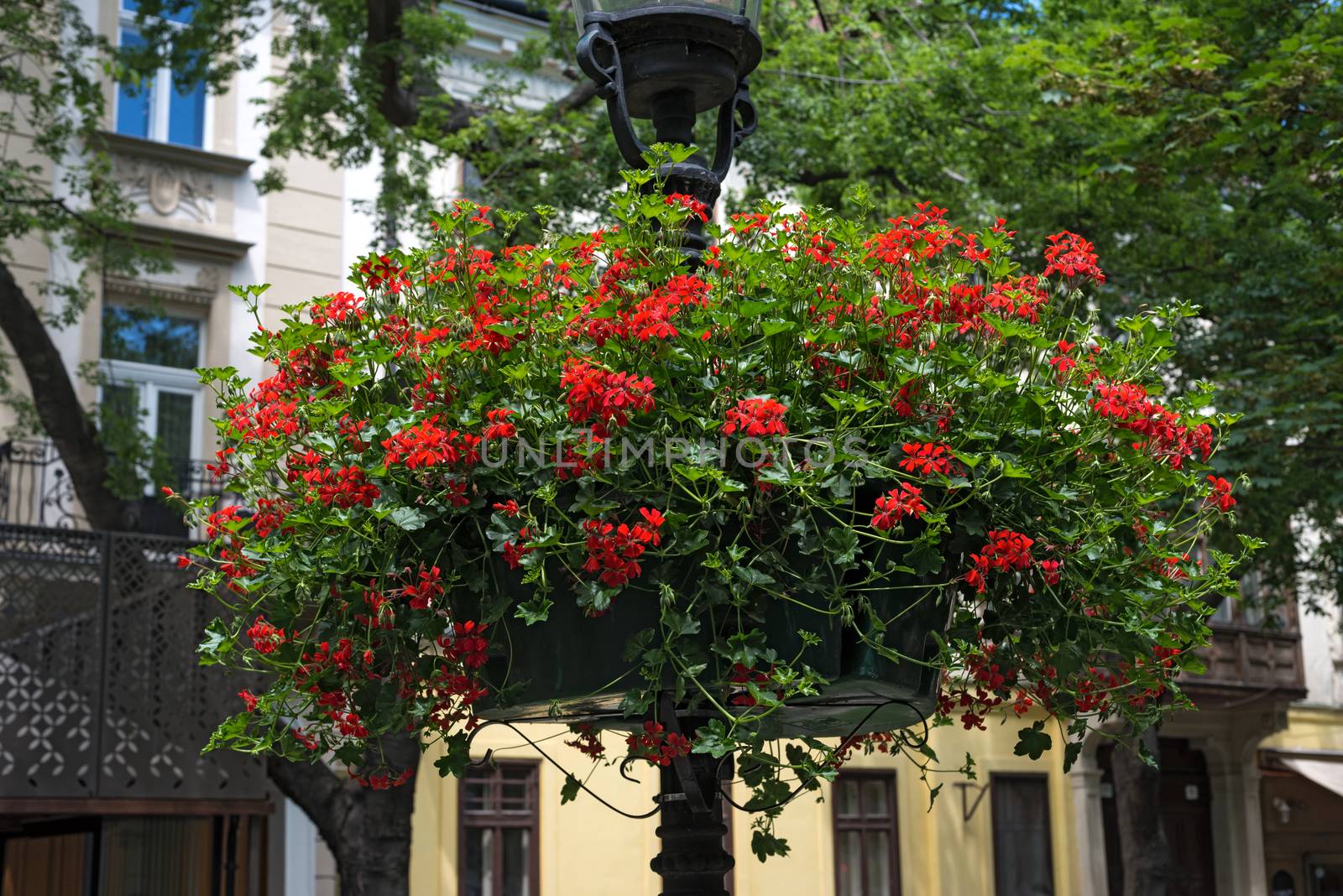 street lamp with hanging flower baskets by DNKSTUDIO