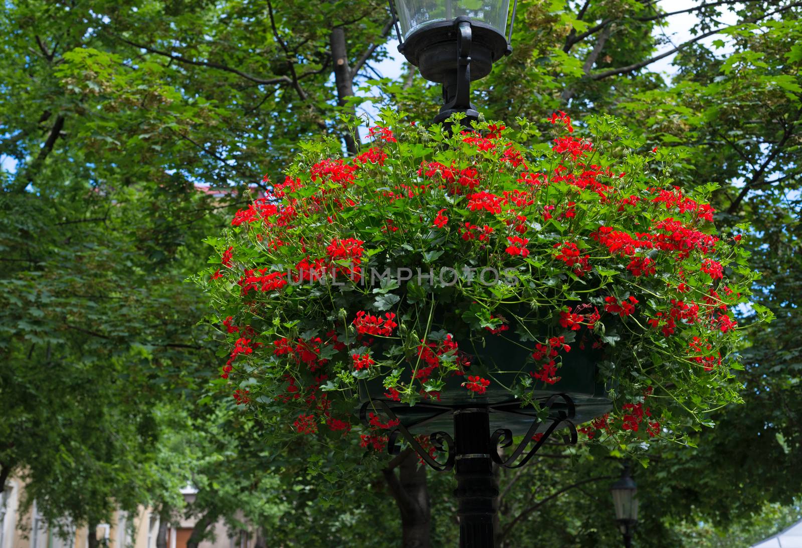 street lamp with hanging flower baskets