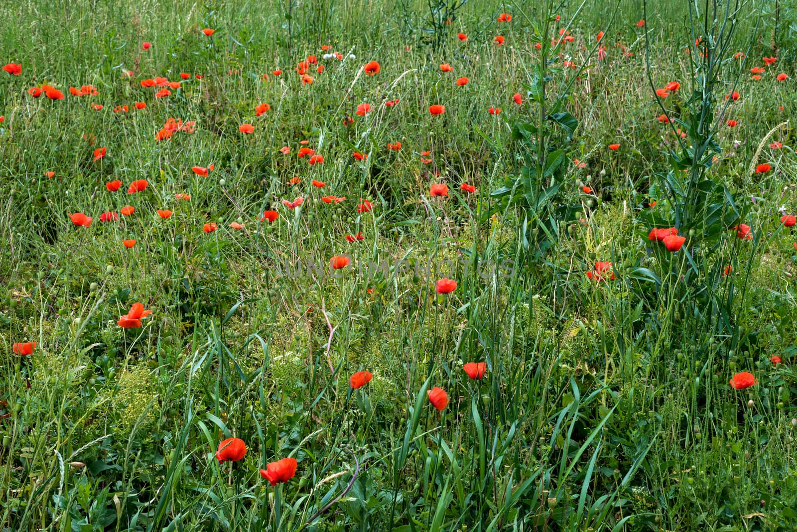 red poppy flowers in summer