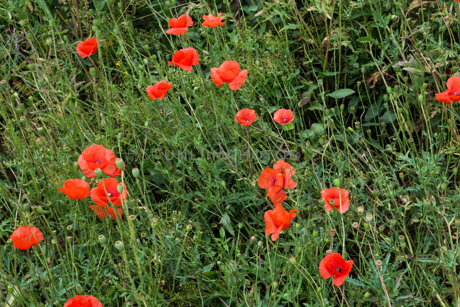 Close-up of red poppy flowers in summer