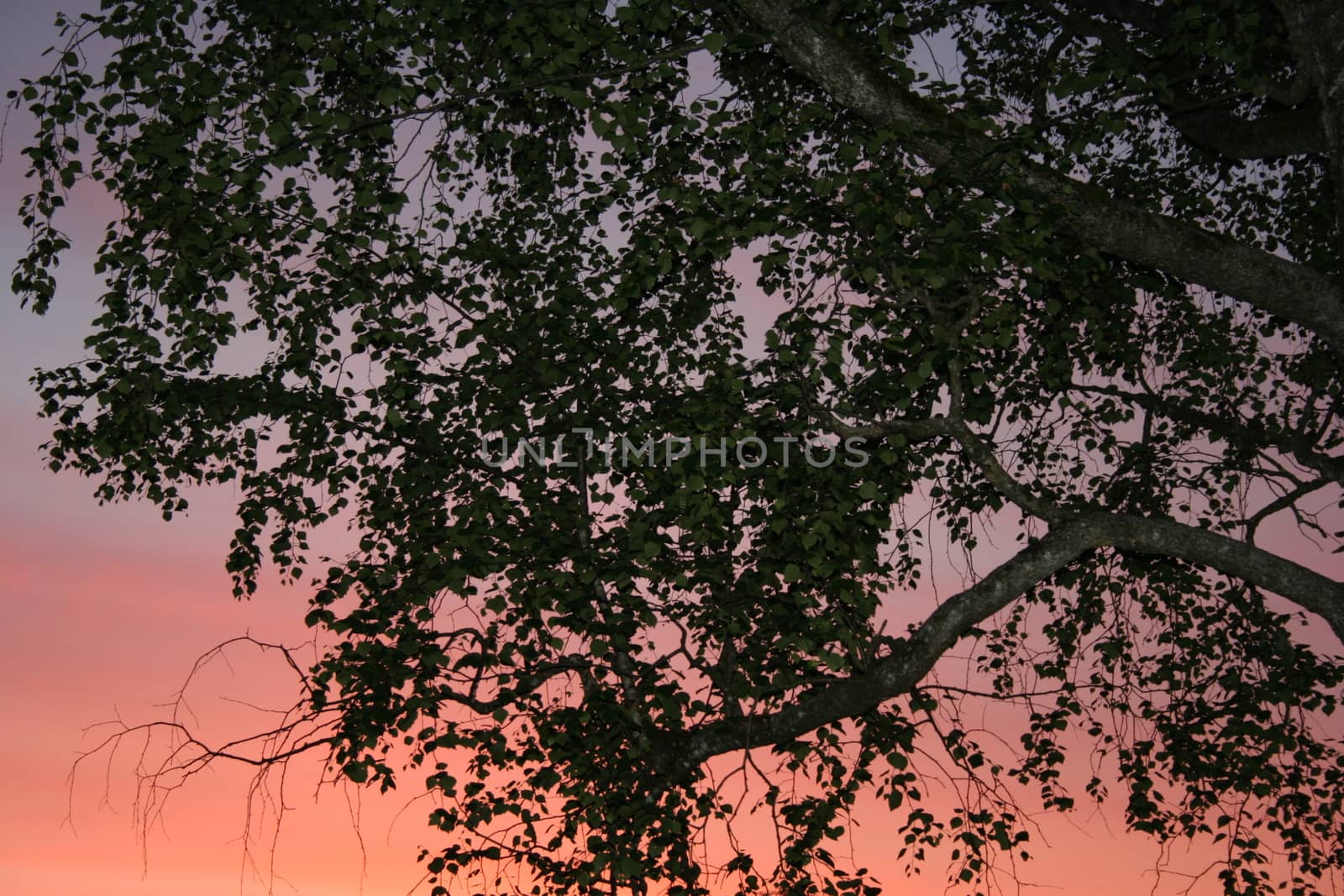 trees in sunset by elin_merete