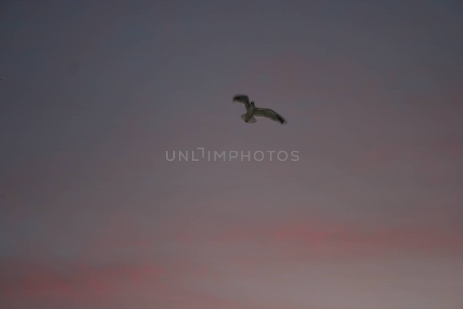 bird in sunset by elin_merete