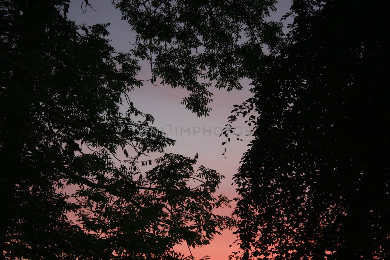 trees in sunset