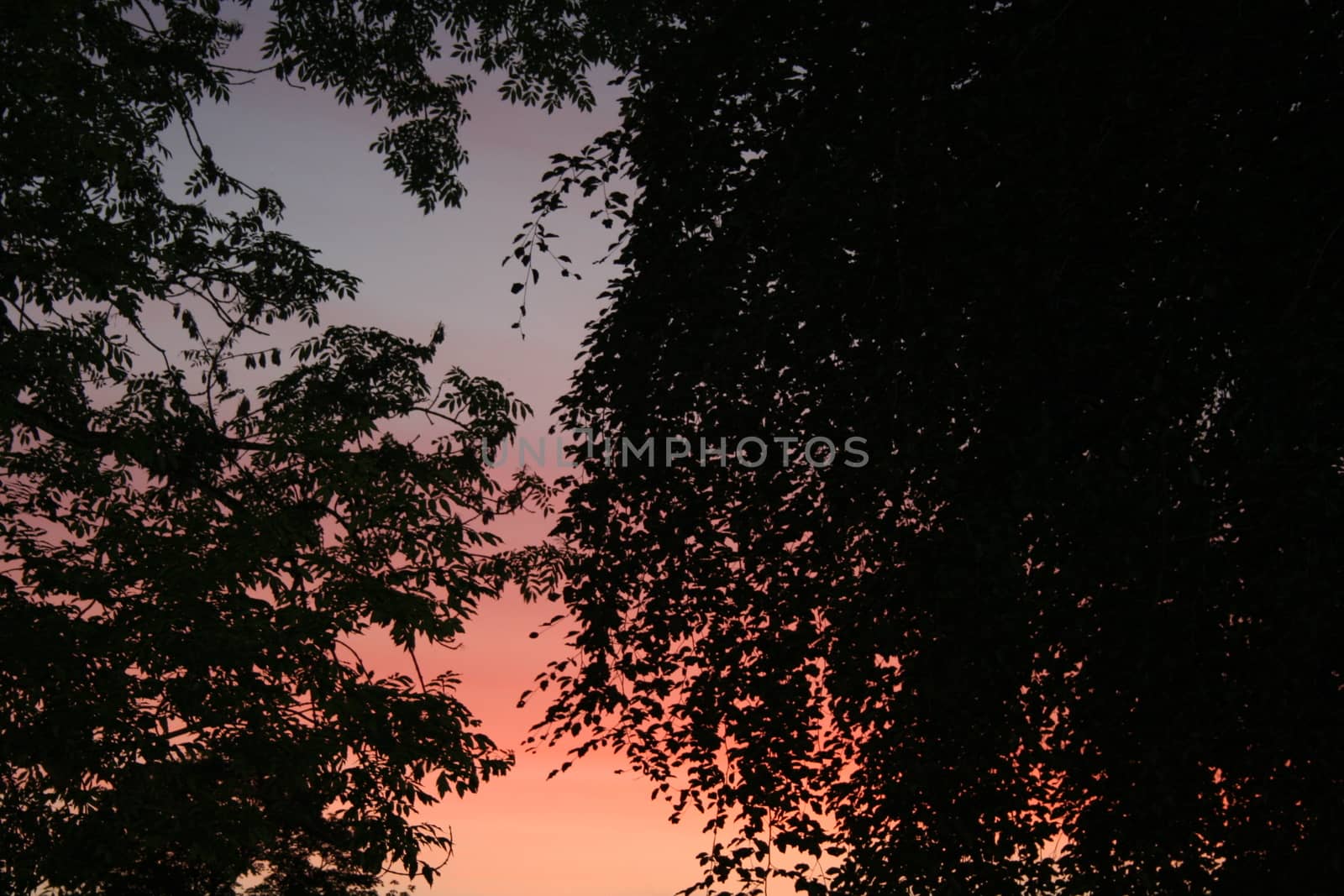 trees in sunset