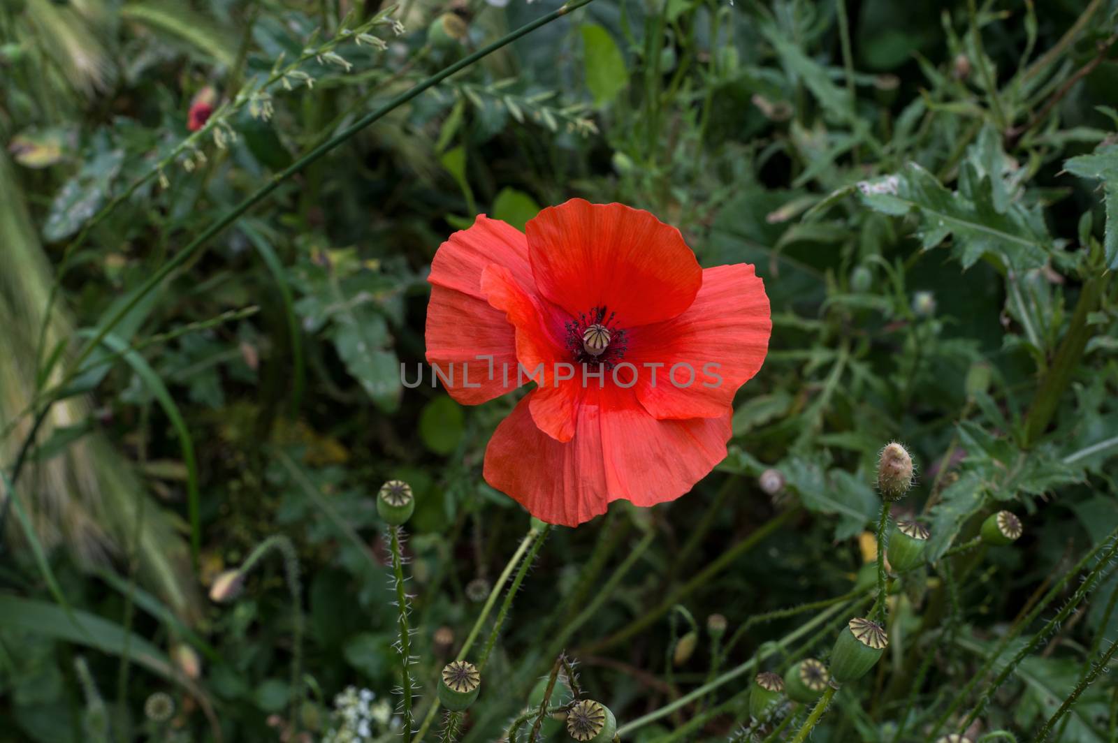 Red poppy on green background by DNKSTUDIO