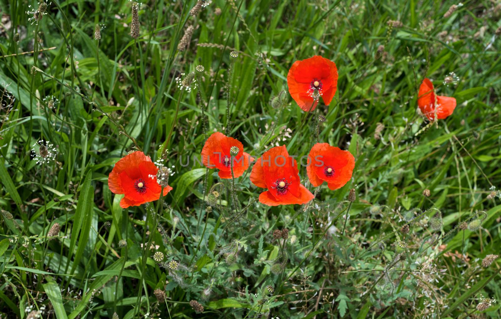 Red poppy on green background by DNKSTUDIO