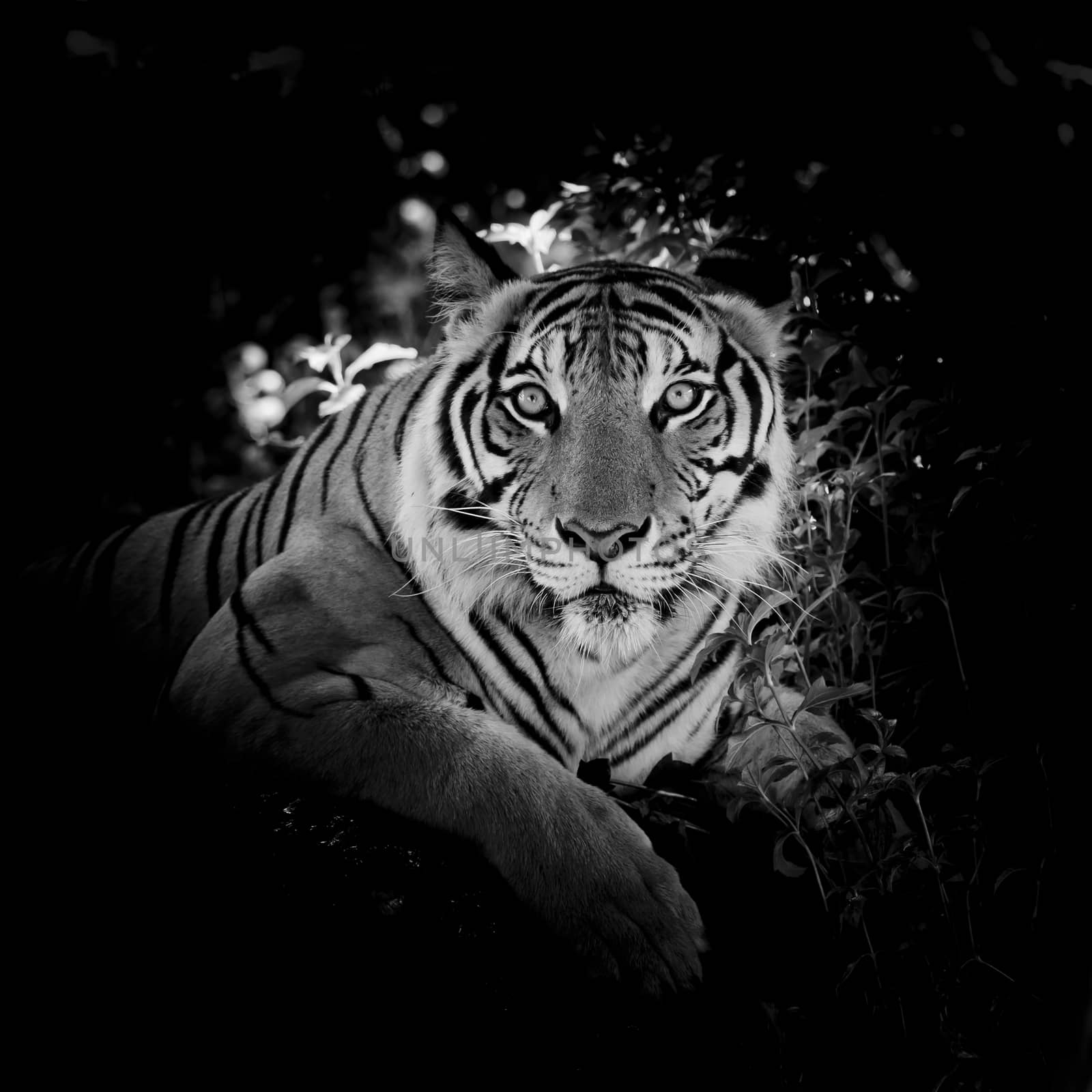 Black & White Beautiful tiger - isolated on black background by art9858