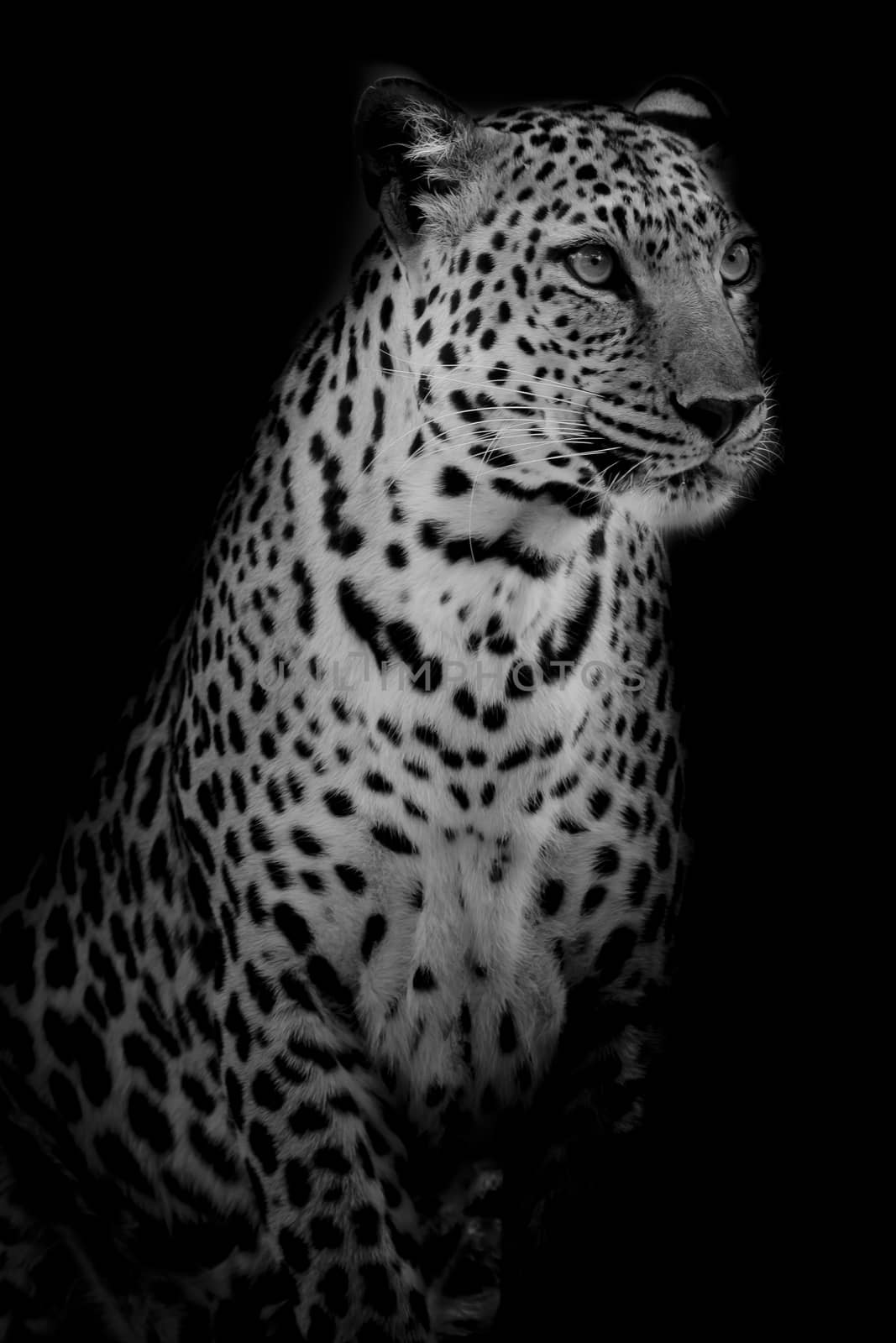 black & white Leopard portrait isolate on black background by art9858