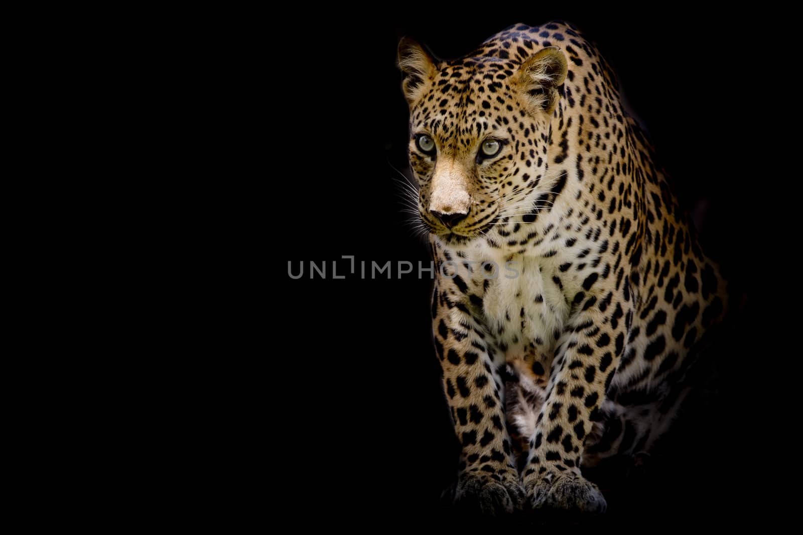Leopard portrait isolate on black background by art9858