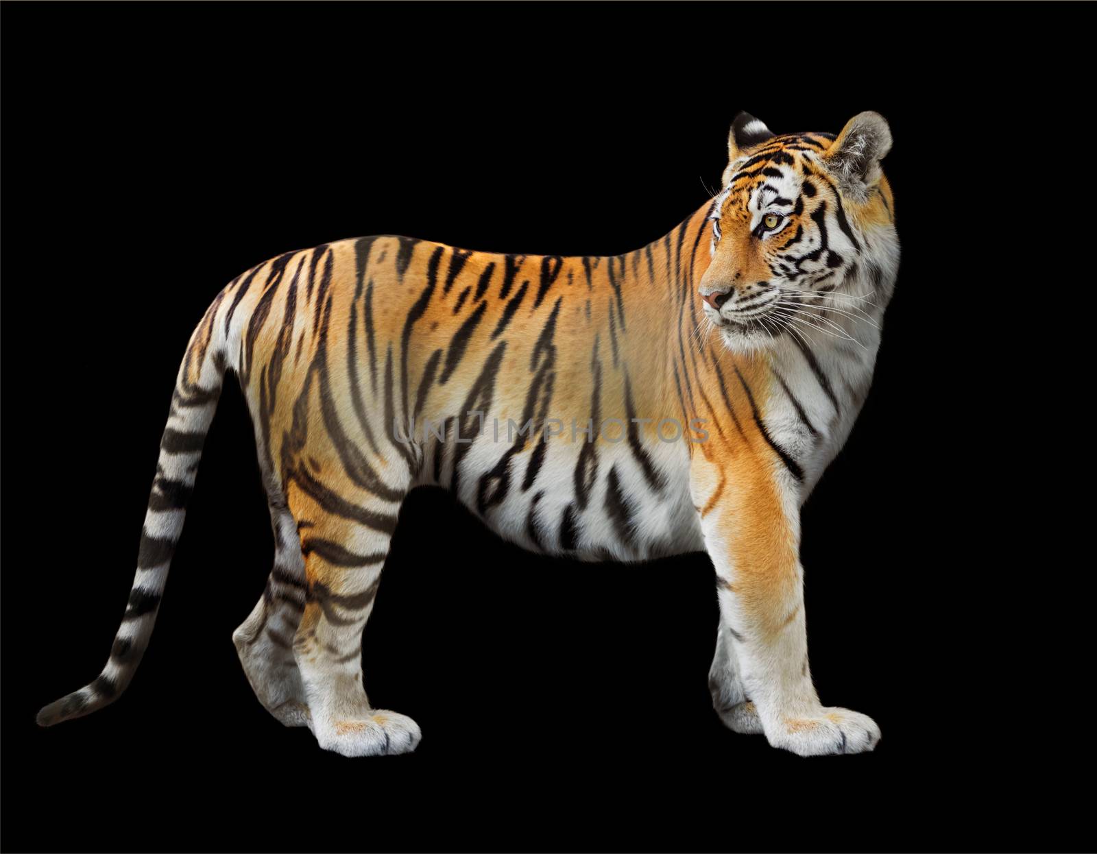 the Amur tiger close-up on a black background