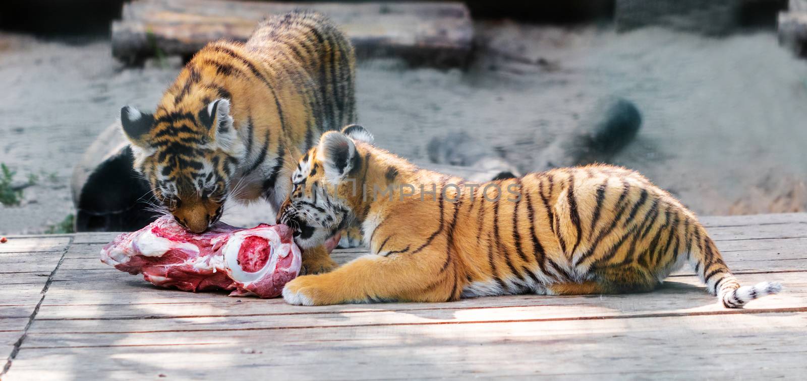 young Siberian tigers eat a piece of meat