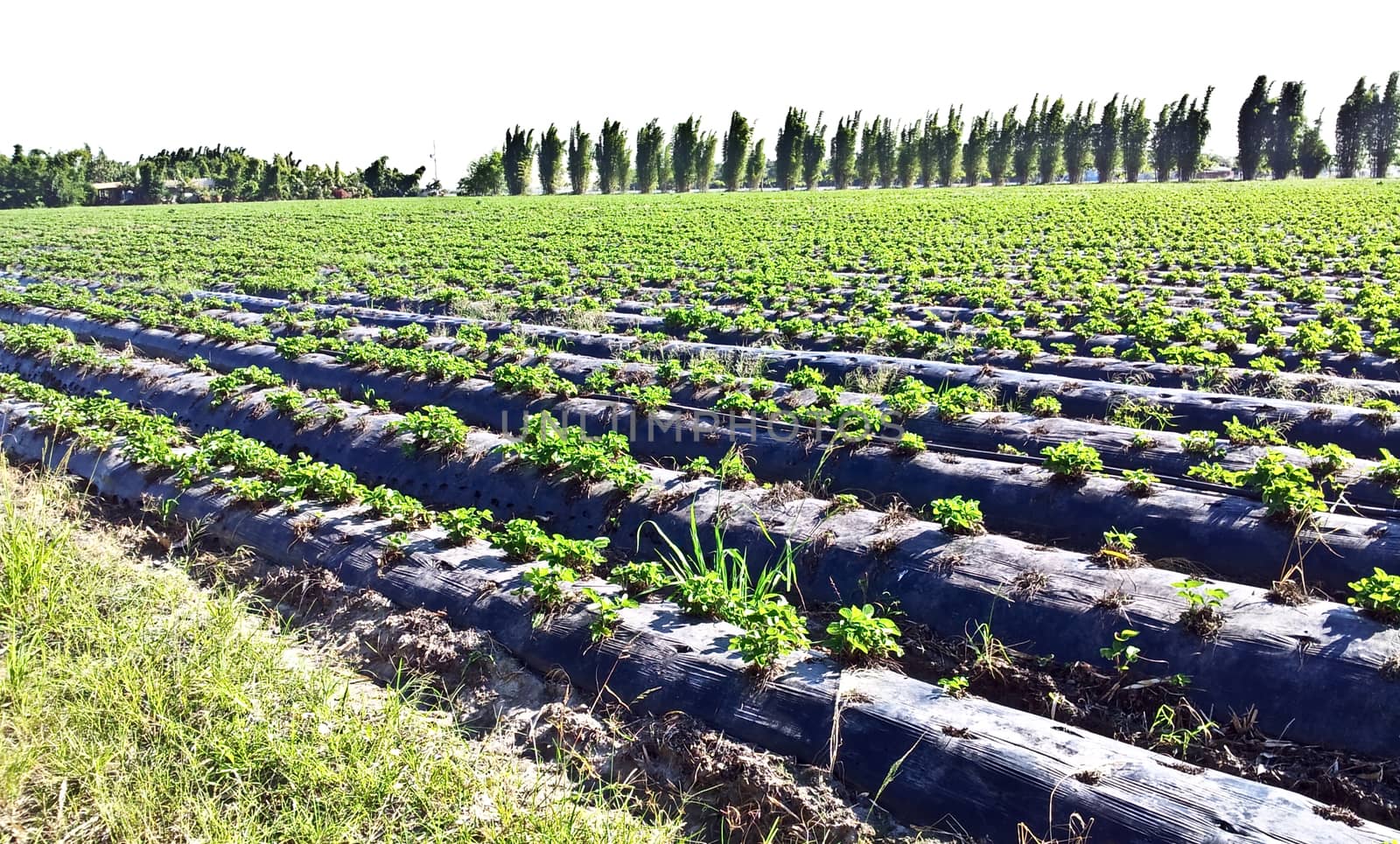 Strawberry farm by yayalineage