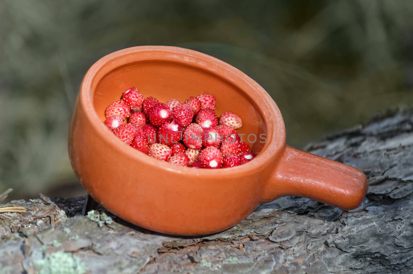 Strawberries in a ceramic bowl, standing on a fallen log in the forest