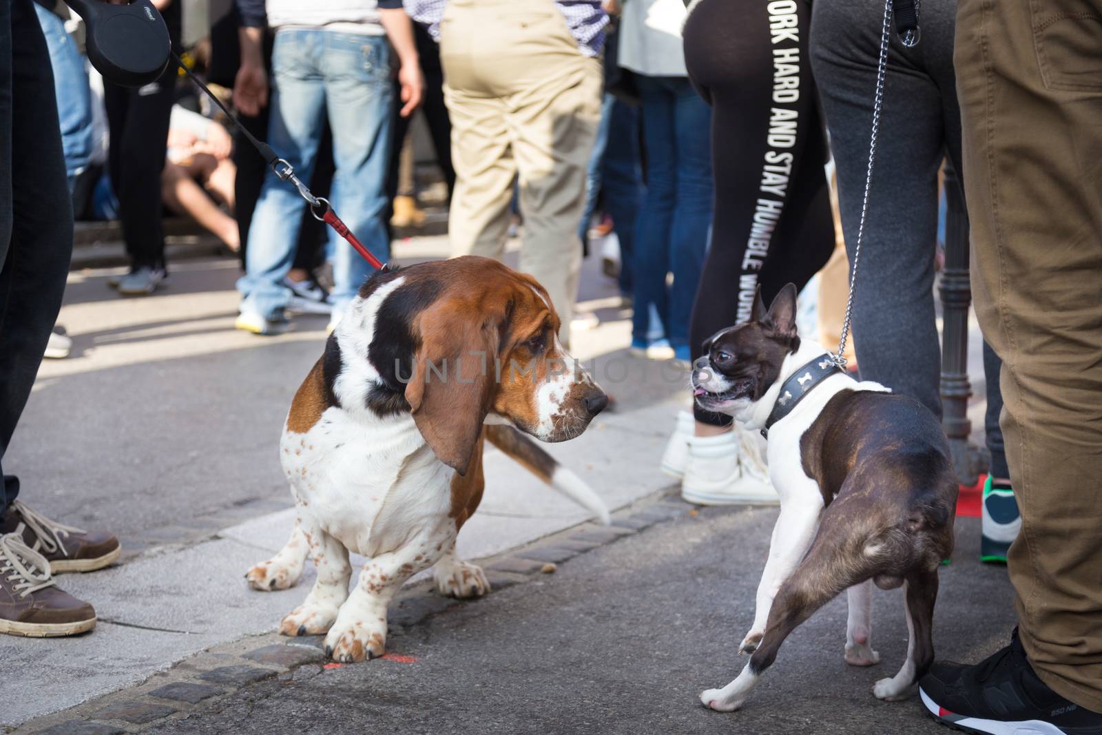 Two cute urban dogs, basset hound and french bulldog, getting to know and greeting each other by sniffing in crowd of people at street event.