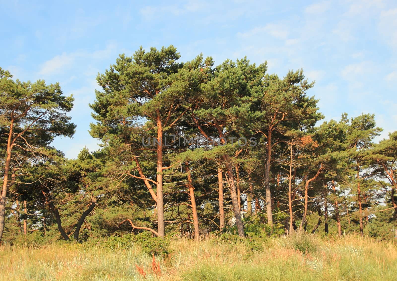 Forest of pine trees and wild leymus weed