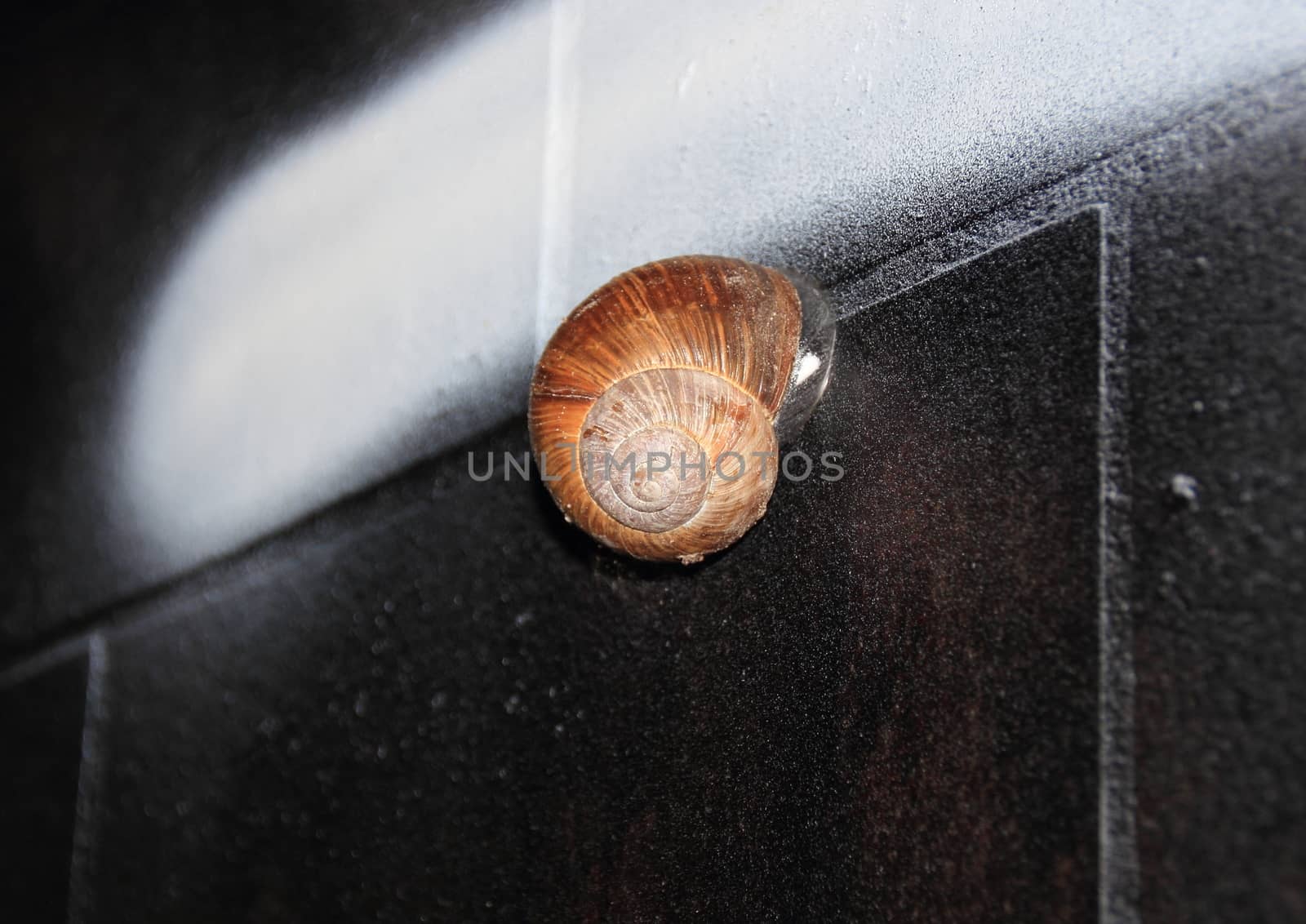 Snail on black tile wall with white paint