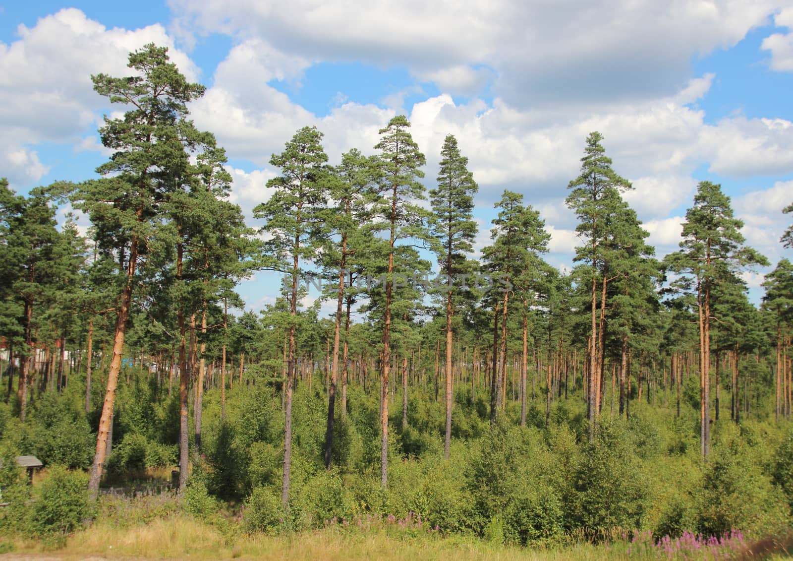 Landscape of pine wood forest with blue sky