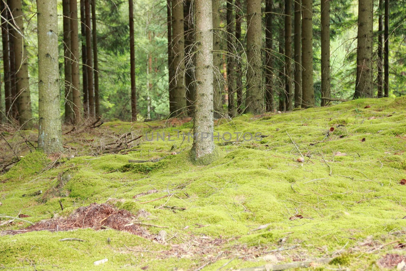 Morning pine forest bed with green moss