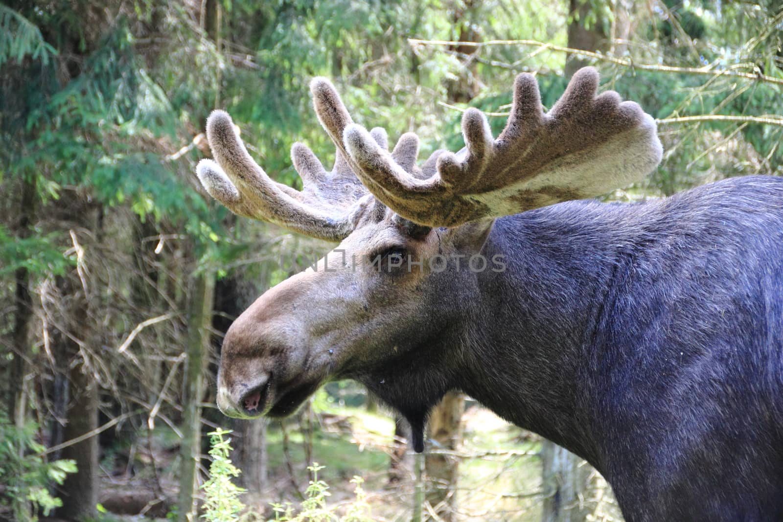Moose male with large antler by HoleInTheBox