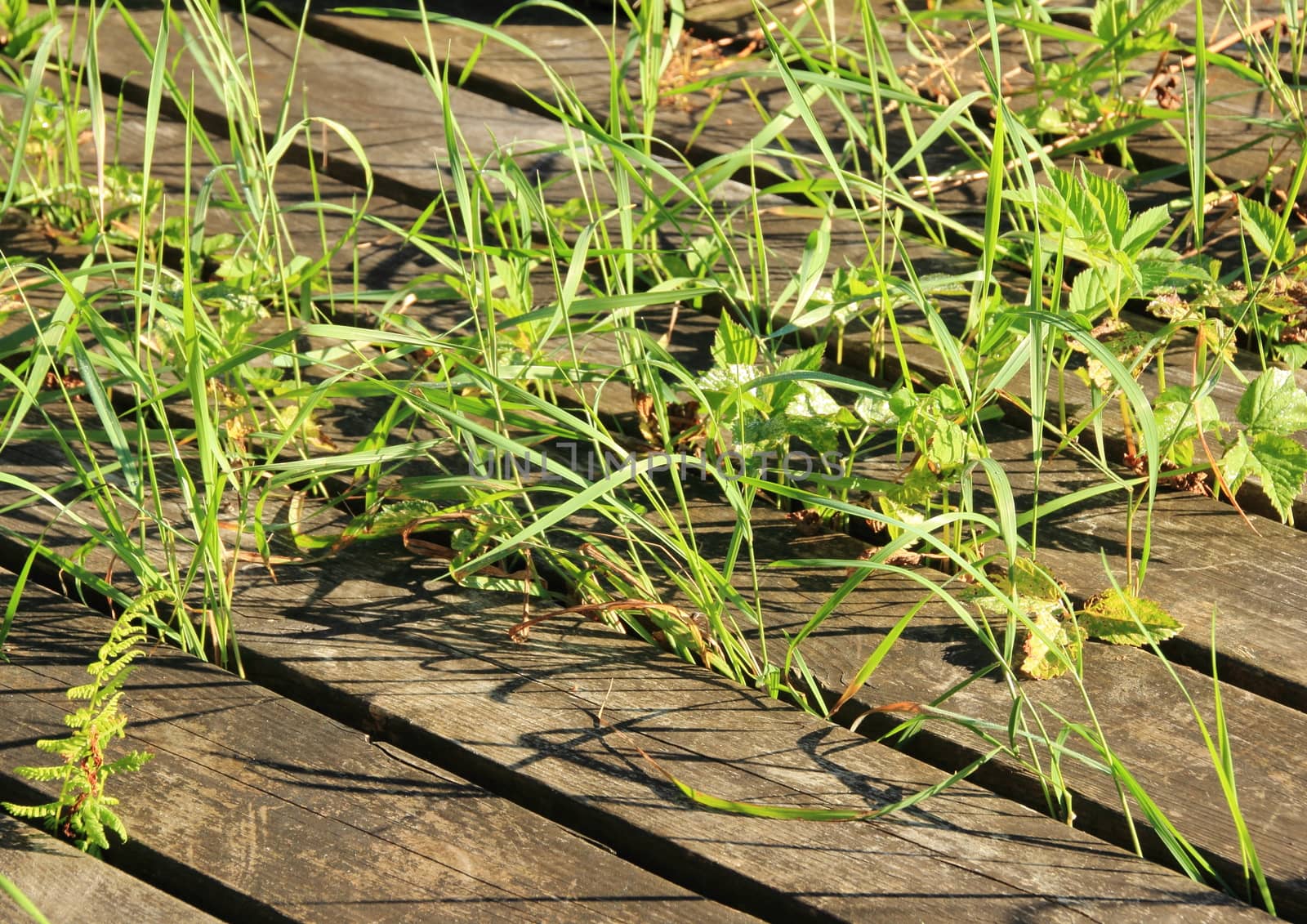 Weed and grass growing  between wooden plank floor