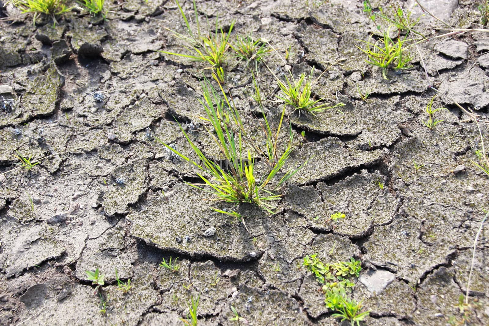 Dry cracked dirt ground with surviving green plant