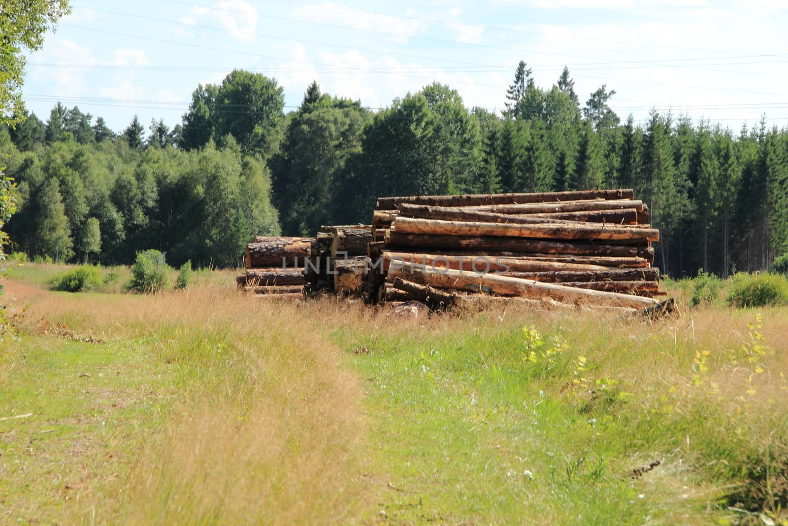 Path in field with pile of timber log at forest by HoleInTheBox