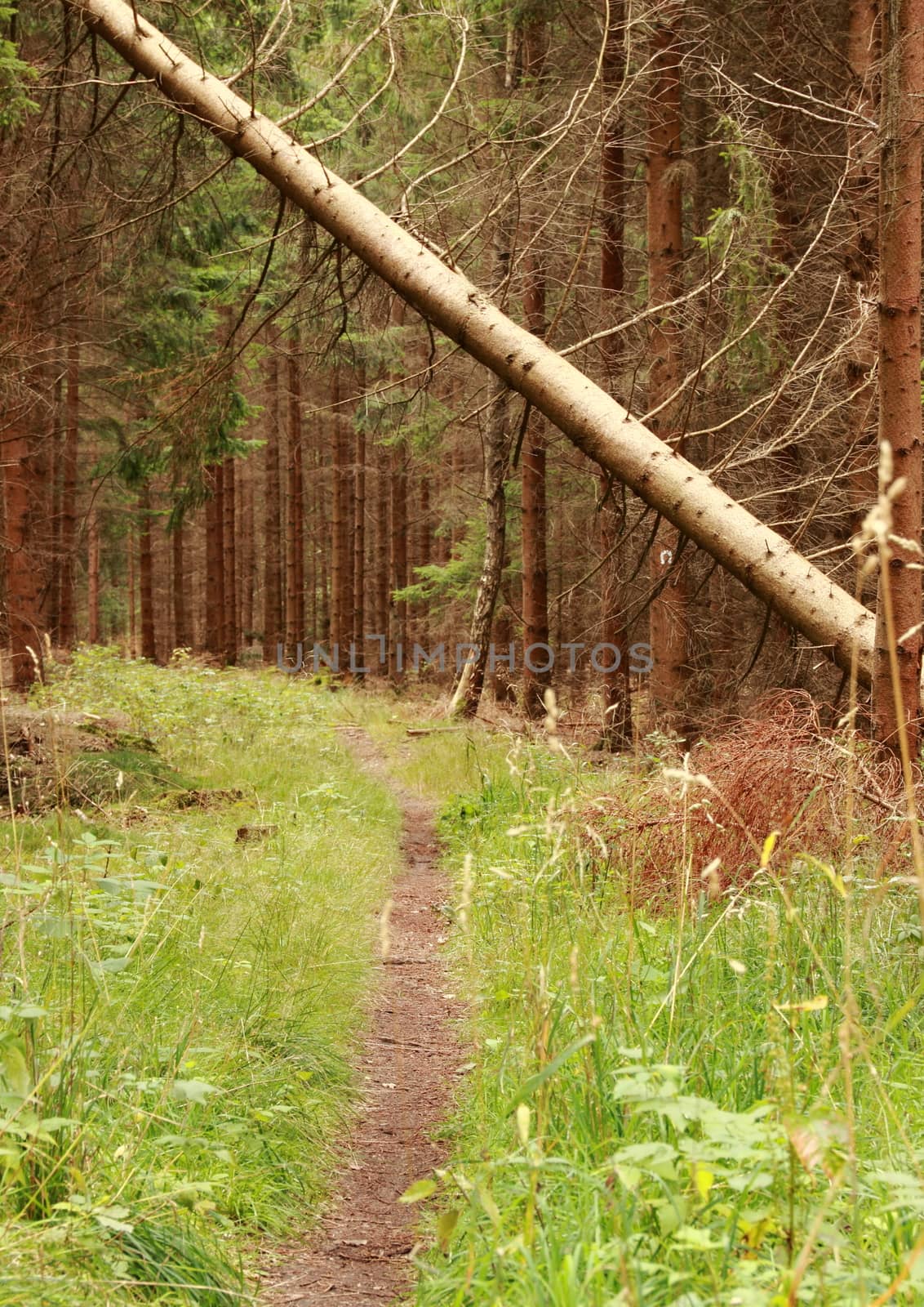 Forest path with fallen tree from an autumn storm
