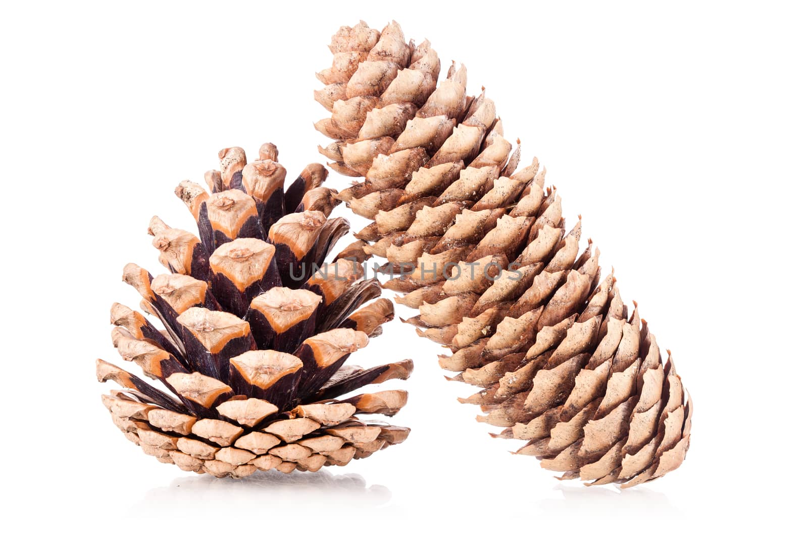two pinecones isolated on white background