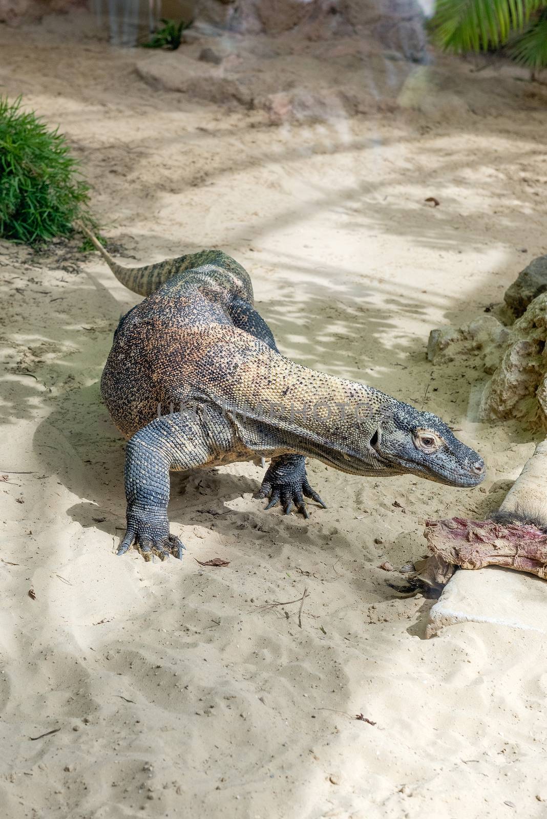 Komodo Dragon, the largest lizard in the world by marcorubino