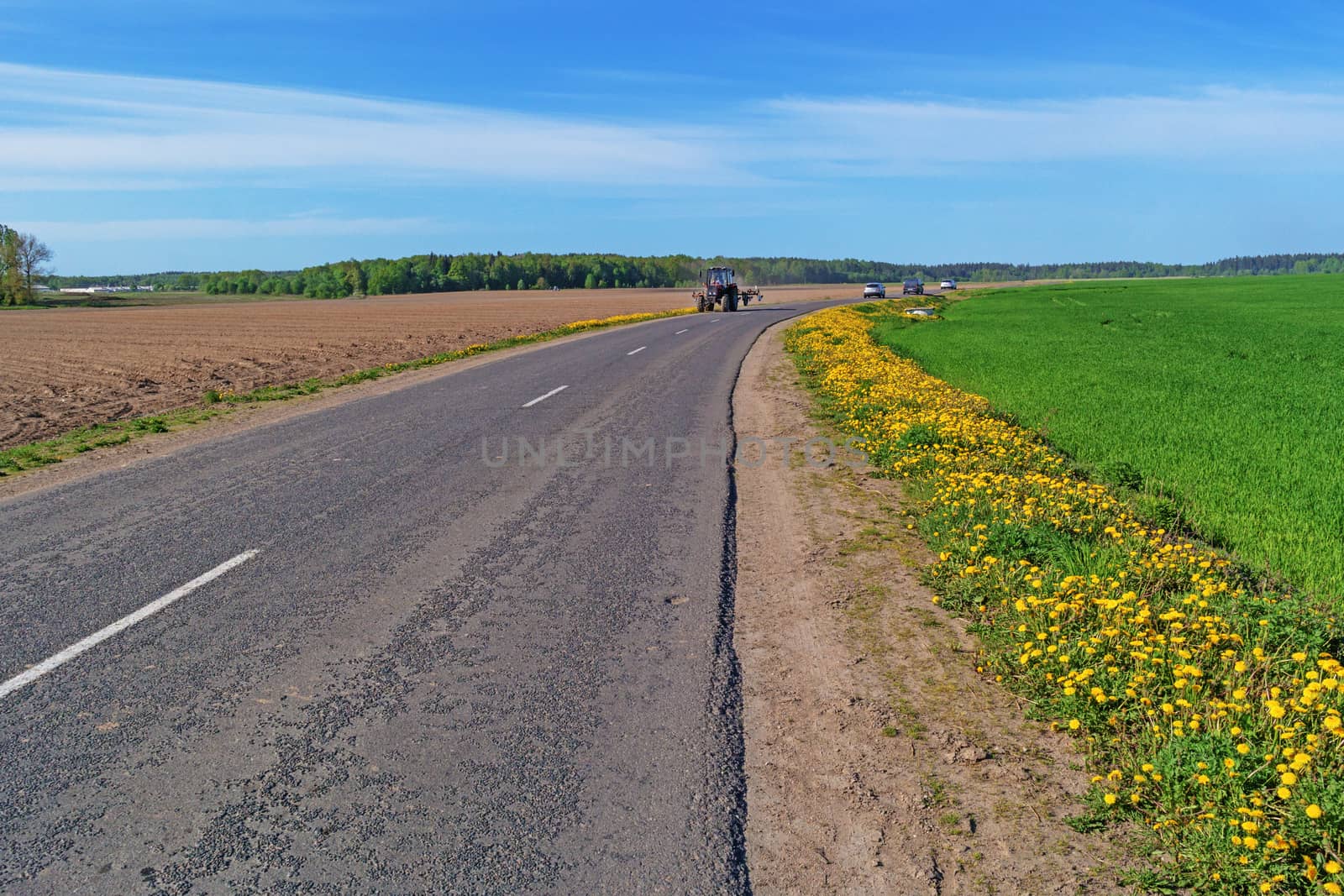 Along the road grow yellow dandelions.