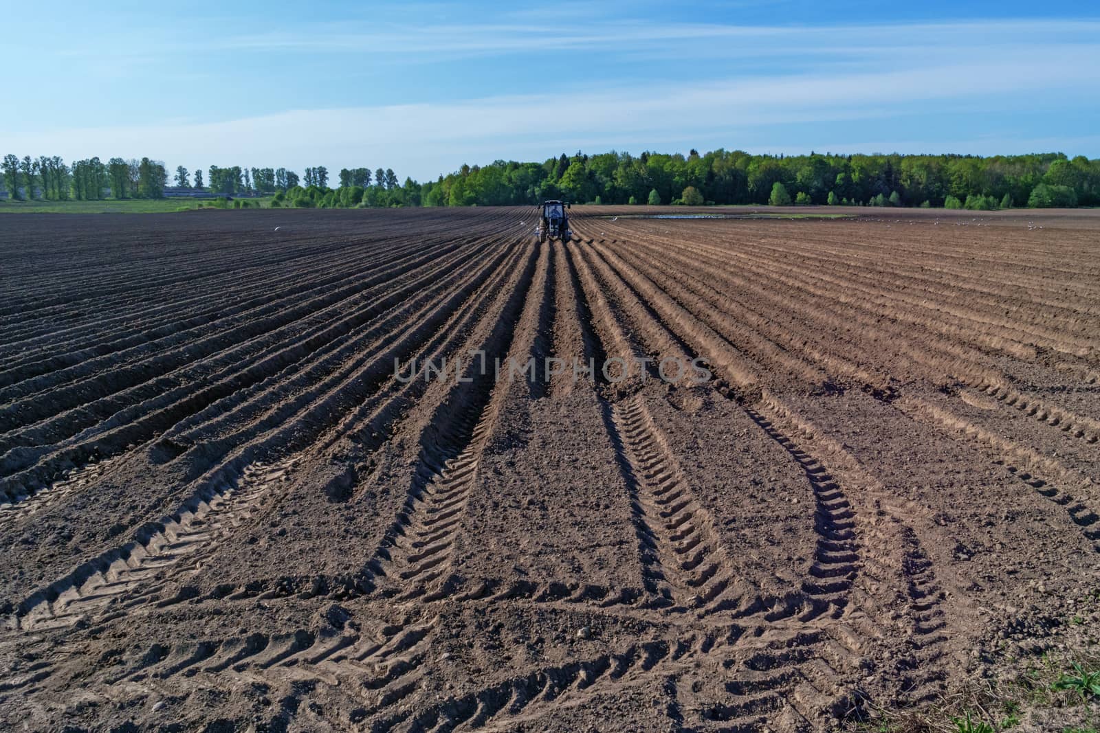 Tractor with a seeder with escort white birds.