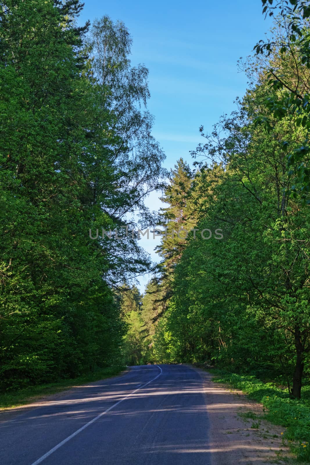 Asphalt road in the shade of the trees.