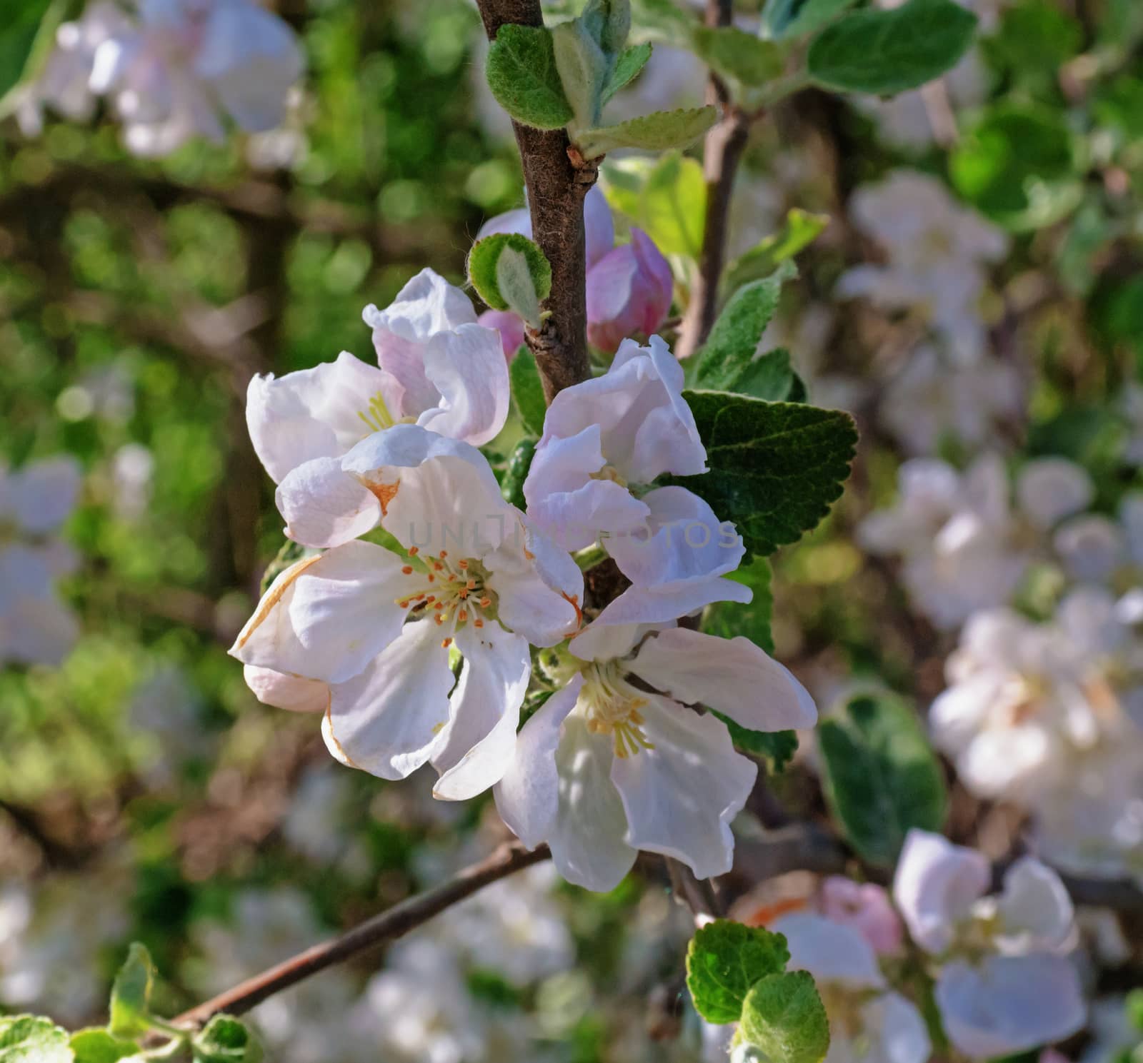 Pinkish white apple blossoms.