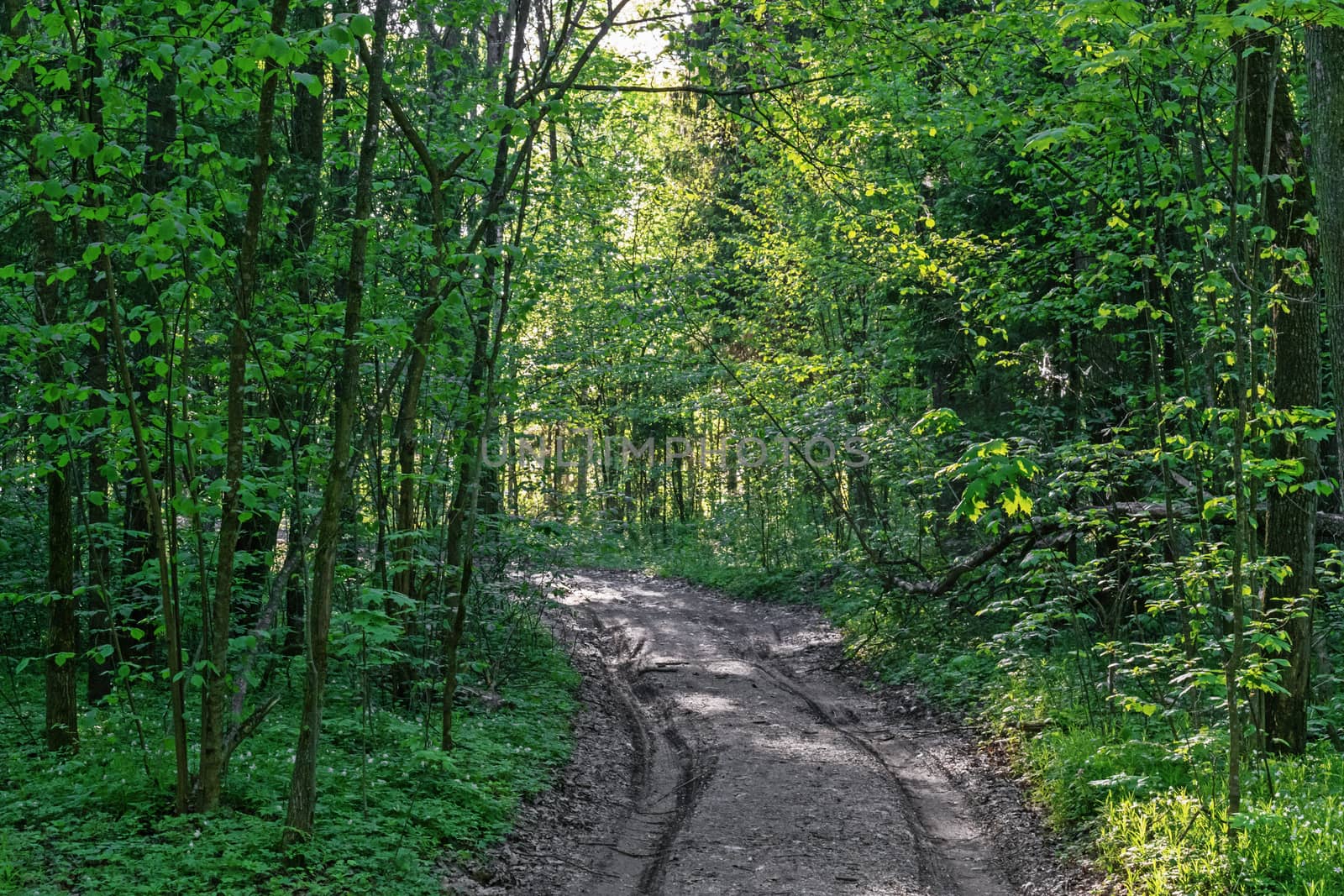 On ground road tracks from the wheels of the car.