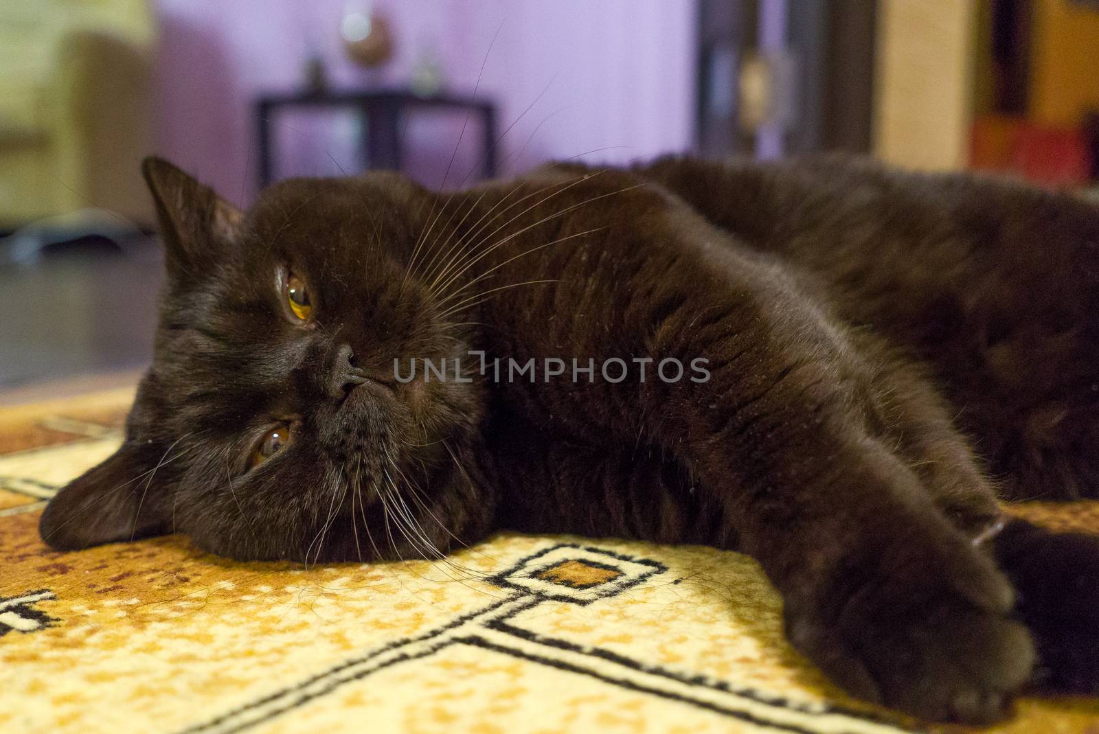 Pretty black British cat sleeps on floor