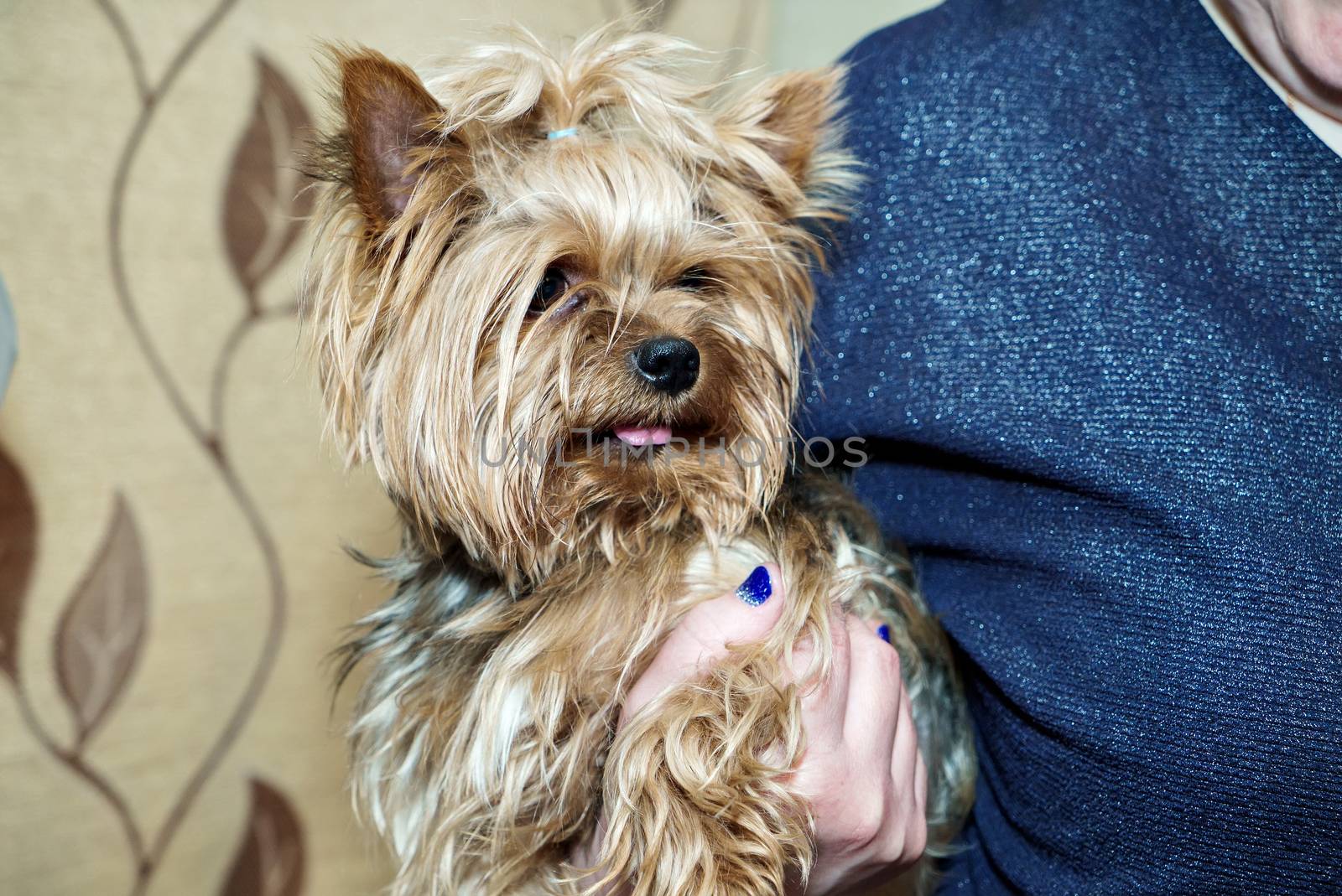 Woman holding a pretty Yorkshire Terrier in the hands